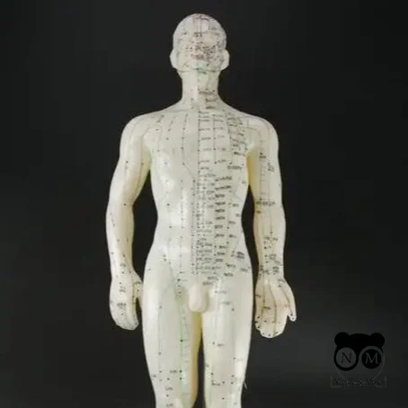 Макети людини, частин тіла